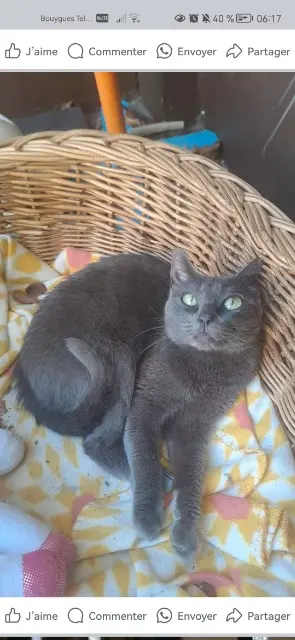 chatte lost   38200 Vienne Chipo