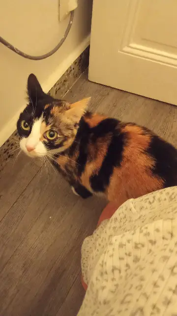 chatte lost   38510 Saint-Victor-de-Morestel Chouki