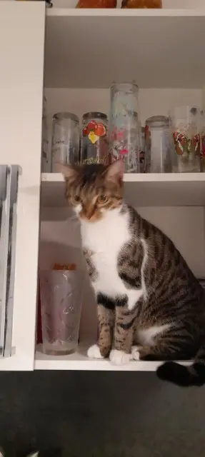 chatte lost   38150 Salaise-sur-Sanne Choupie