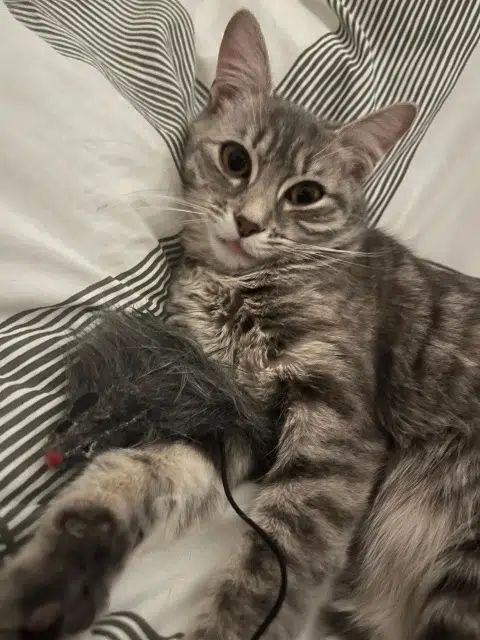 chatte lost   38780 Pont-Évêque Clochette