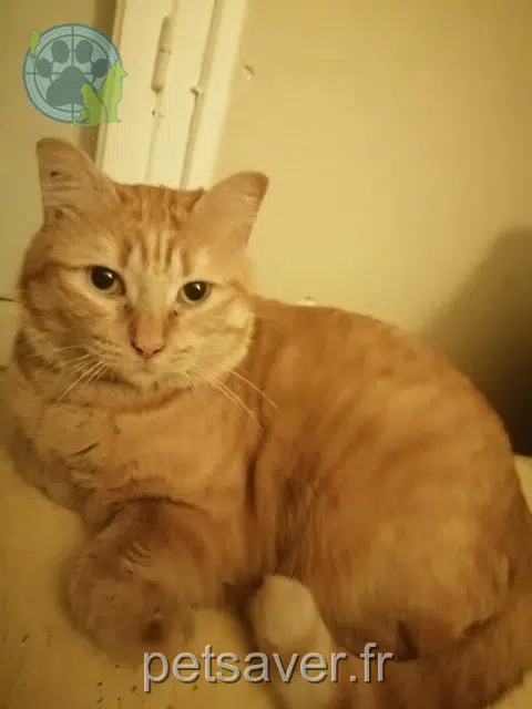 chatte lost 38110 Saint-Victor-de-Cessieu Cookie