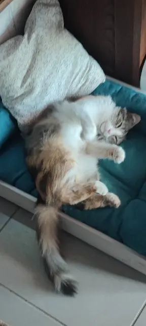 chatte lost   38150 Chanas Eclipse