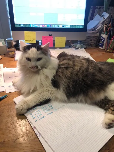 chatte lost   38460 Veyssilieu Ella