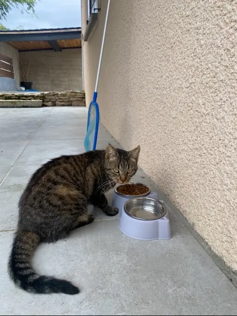 chatte lost   38118 Hières-sur-Amby Fidji