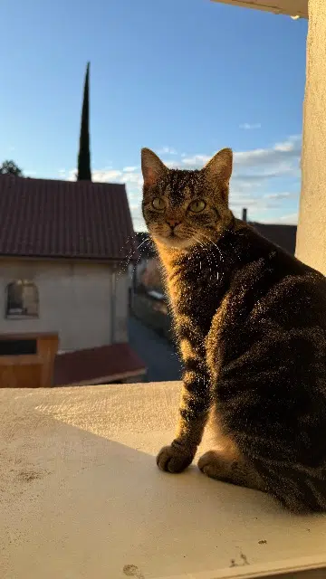 chatte lost   38730 Doissin Freya