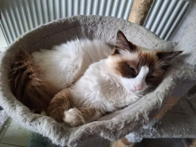 chatte lost   38260 Marcilloles Freyja