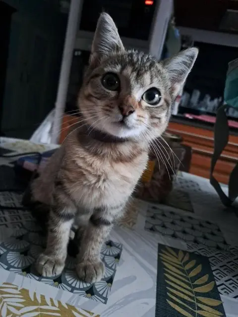 chatte lost   38840 Saint-Hilaire-du-Rosier Frimousse