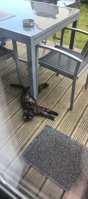 chatte lost   38470 Chasselay Gandja