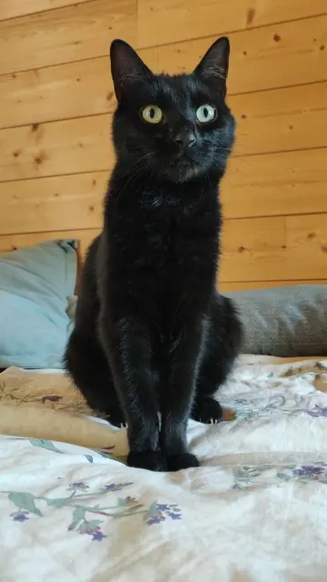 chatte lost   38110 Sainte-Blandine Gigi