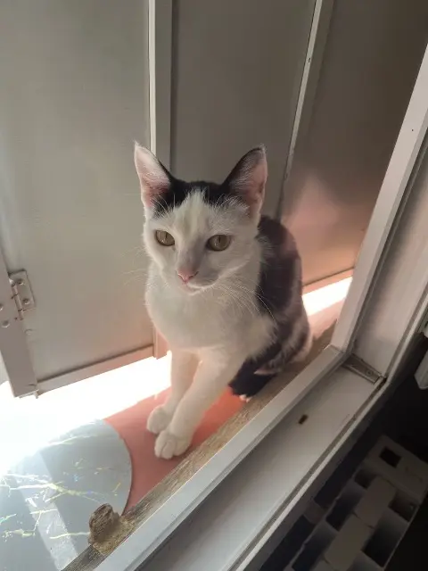 chatte lost    Grenoble Baïda