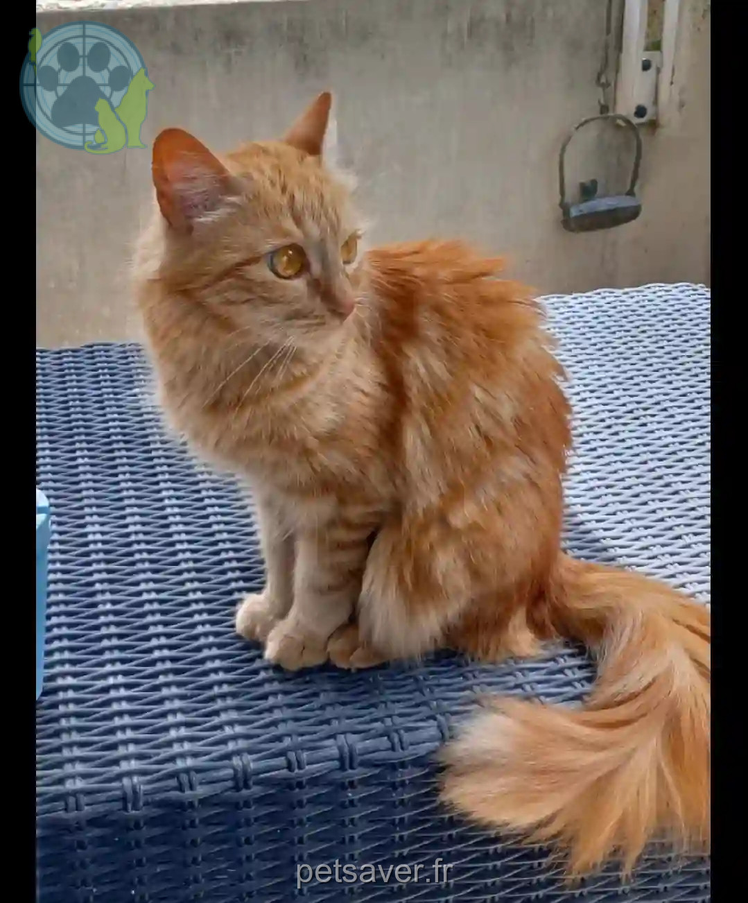 Chatte Perdue 38 Isère Grenoble - Beerus Chatte Perdue 38 Isère Grenoble - Beerus