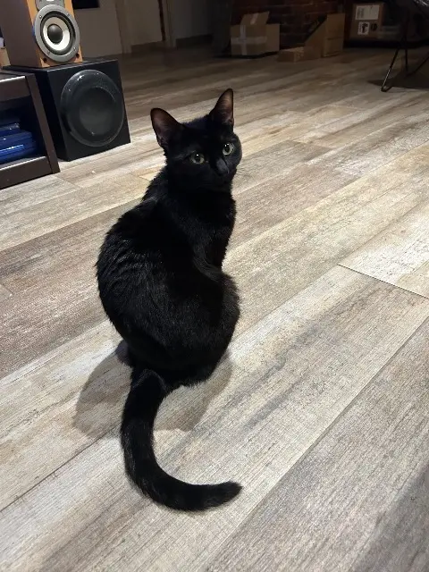 chatte lost    Grenoble Boubou