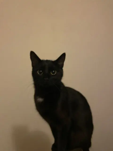 chatte lost    Grenoble Coco
