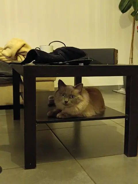 chatte lost    Grenoble Duchesse