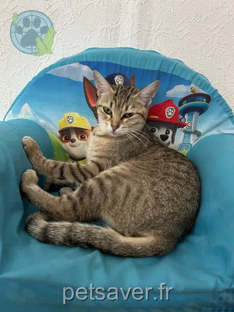 gata perdida Grenoble Elisabeth gata lost Grenoble Elisabeth