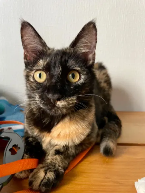 chatte lost    Grenoble Faya
