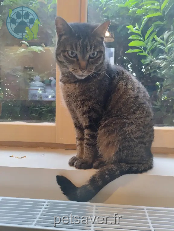 Chatte Perdue 38 Isère Grenoble - Lechat-marty Chatte Perdue 38 Isère Grenoble - Lechat-marty