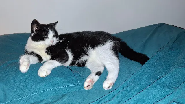 chatte lost    Grenoble Lilith