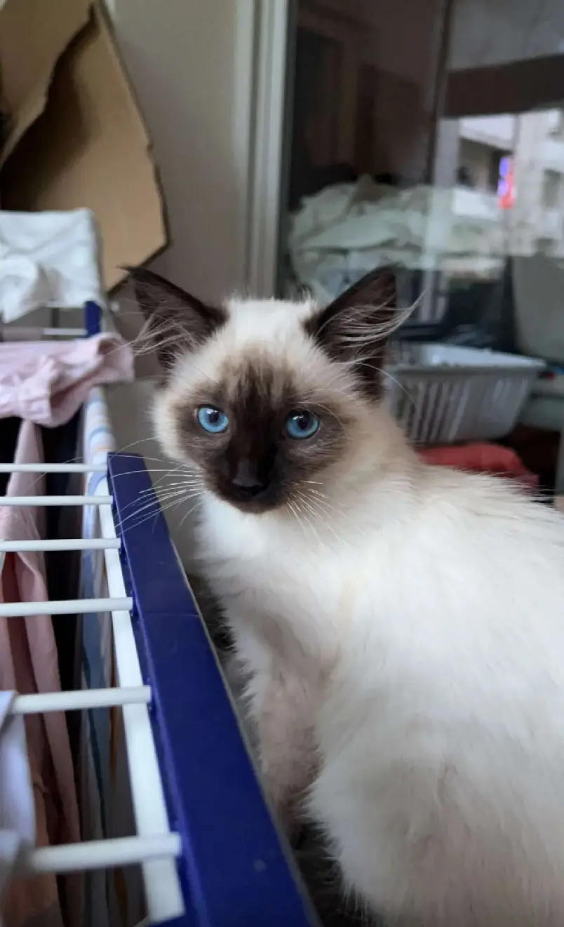 Chatte Perdue 38 Isère Grenoble - Litchi Chatte Perdue 38 Isère Grenoble - Litchi