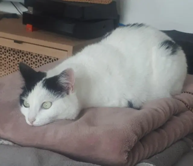 chatte lost    Grenoble Milly