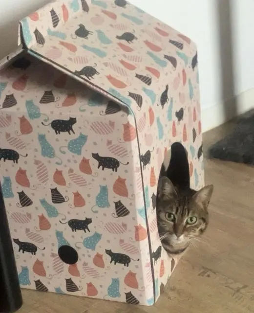 chatte lost    Grenoble Mina
