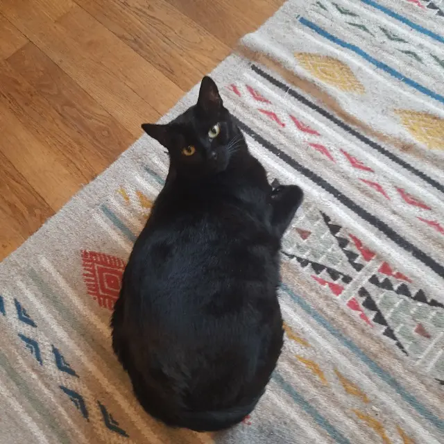 chatte lost    Grenoble Neti