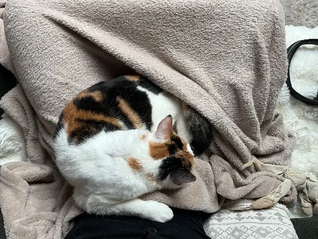 chatte lost    Grenoble Praline