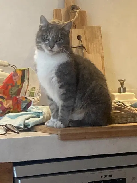 chatte lost    Grenoble Prune