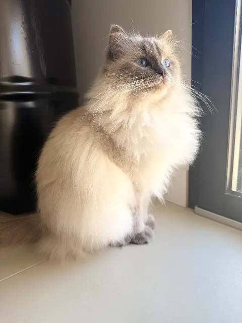 chatte lost    Grenoble Shanel