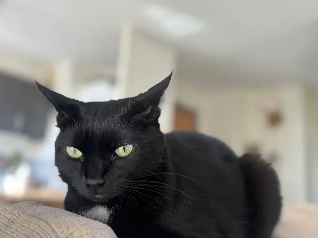 chatte lost    Grenoble Shanel