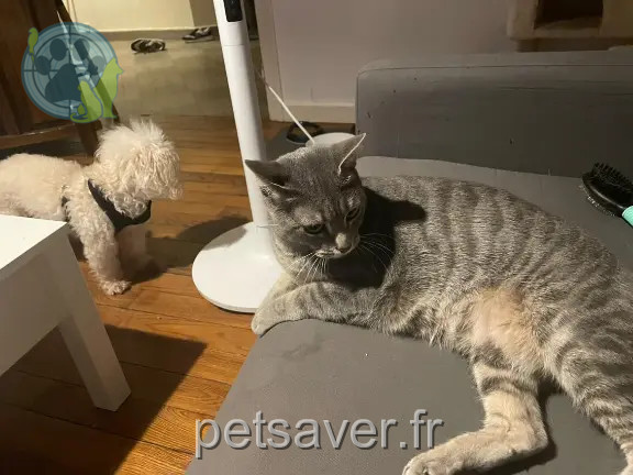 Chatte Perdue 38 Isère Grenoble - Valk Chatte Perdue 38 Isère Grenoble - Valk
