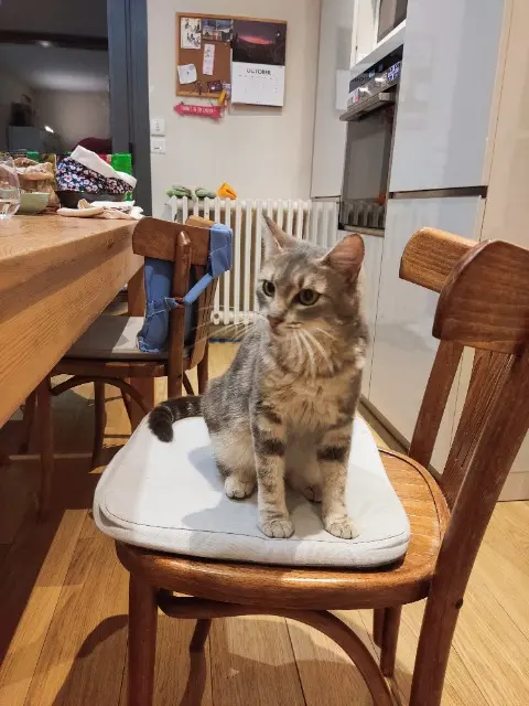 chatte lost    Grenoble Wendy