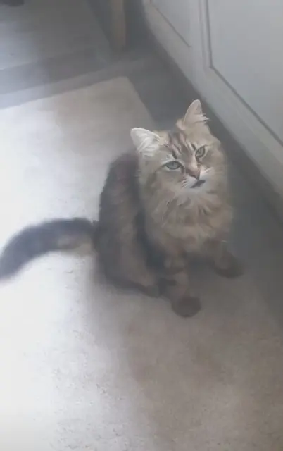 chatte lost    Grenoble xena