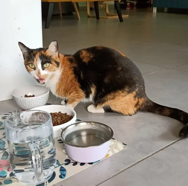 cat lost Grenoble Zelda cat lost Grenoble Zelda