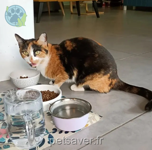 Katze vermisst Grenoble Zelda Katze lost Grenoble Zelda