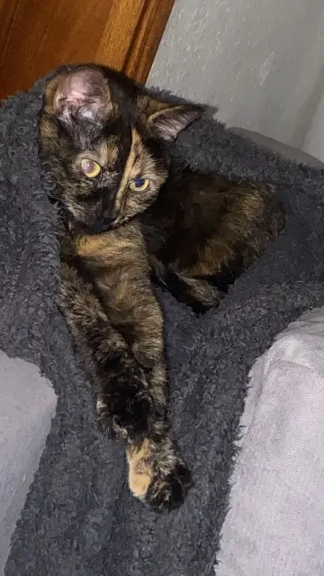 chatte lost   38870 Saint-Pierre-de-Bressieux Griotte