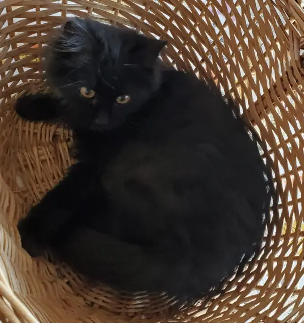chatte lost   38420 Domène Hakuna