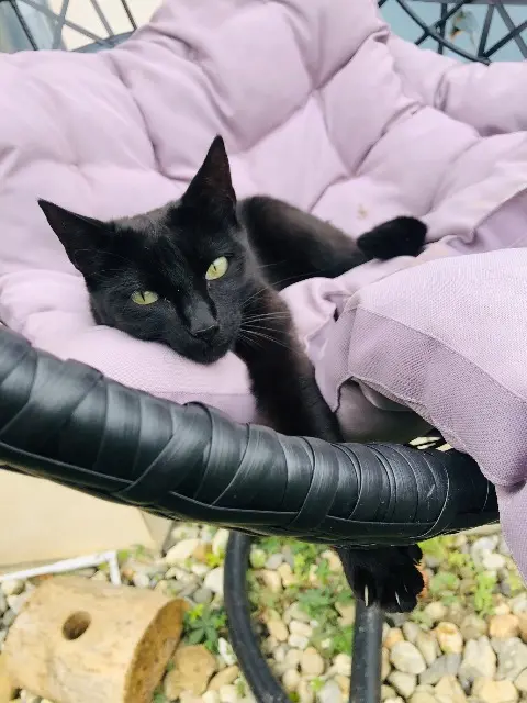 chatte lost   38530 Pontcharra Harley