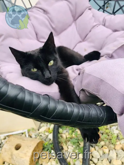 cat lost 38530 Pontcharra Harley cat lost 38530 Pontcharra Harley