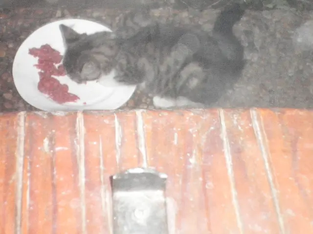 chatte lost   38530 Pontcharra Jean-Michel Navarro