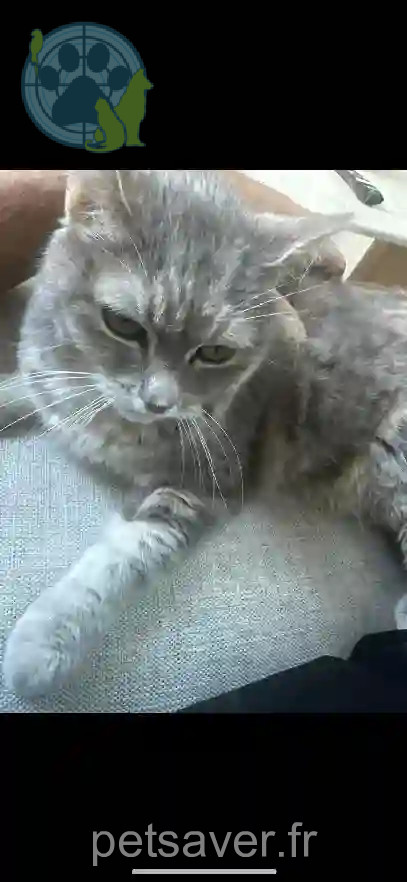 Chatte Perdue 38 Isère - Jena Chatte Perdue 38 Isère - Jena