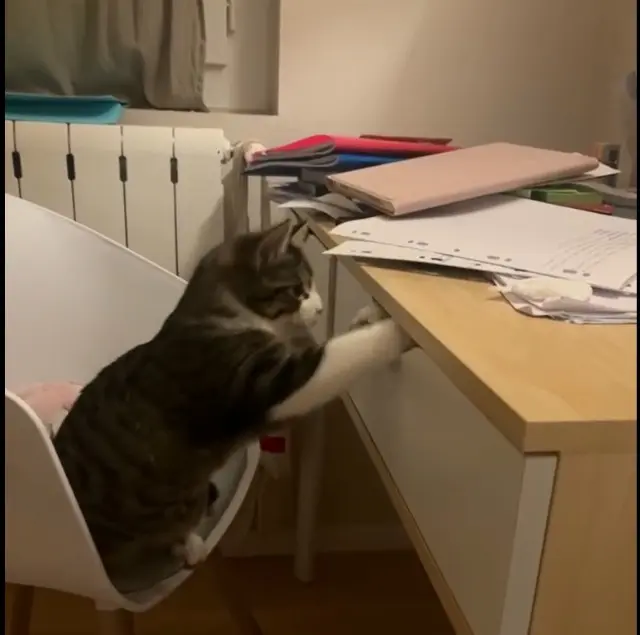 chatte lost   38290 Frontonas Junco