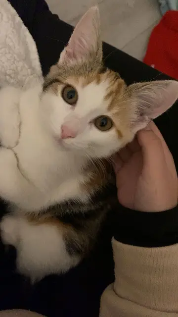 chatte lost   38090 Villefontaine Kaly