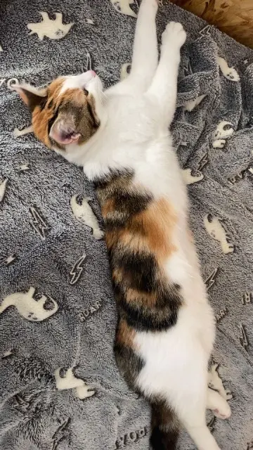 chatte lost   38090 Villefontaine Kaly