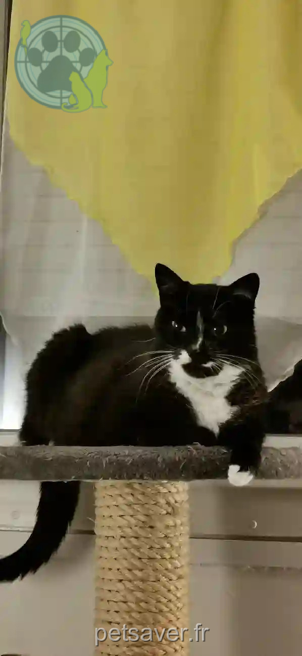 Chatte Perdue 38 Isère - Kida Chatte Perdue 38 Isère - Kida