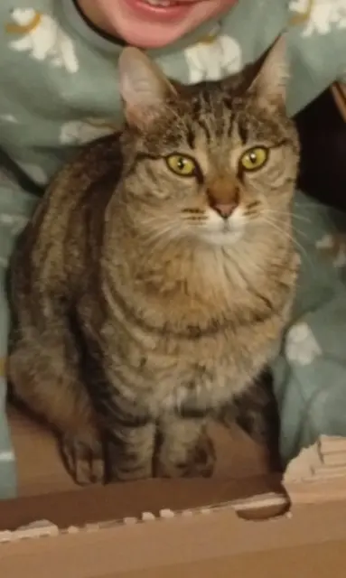 chatte lost   38650 Roissard Kira