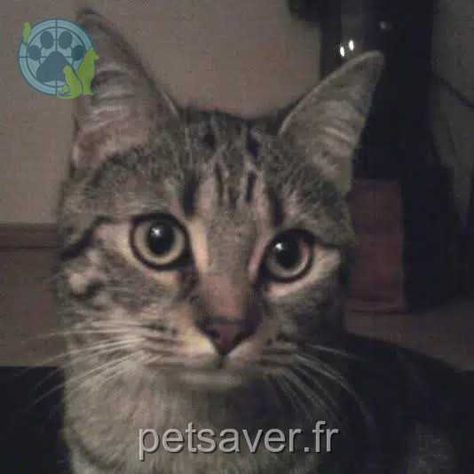 Katze lost   38120 Saint-Égrève Kitty