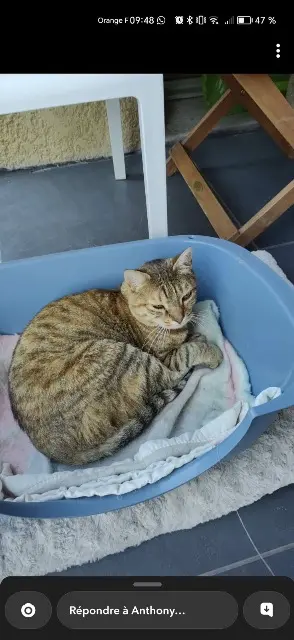 chatte lost   38450 Vif Kitty