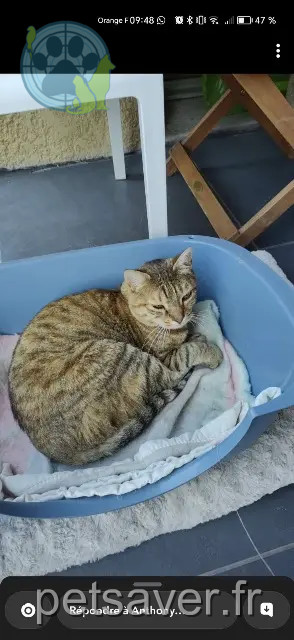gata perdida 38450 Vif Kitty gata lost 38450 Vif Kitty