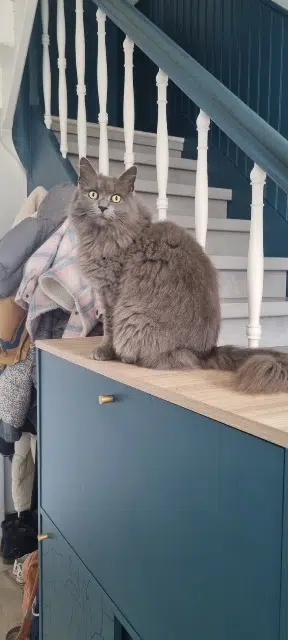 chatte lost   38300 Bourgoin-Jallieu Lana